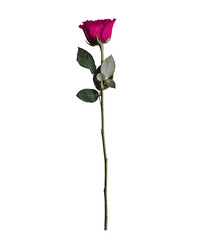 Violet rose isolated without background