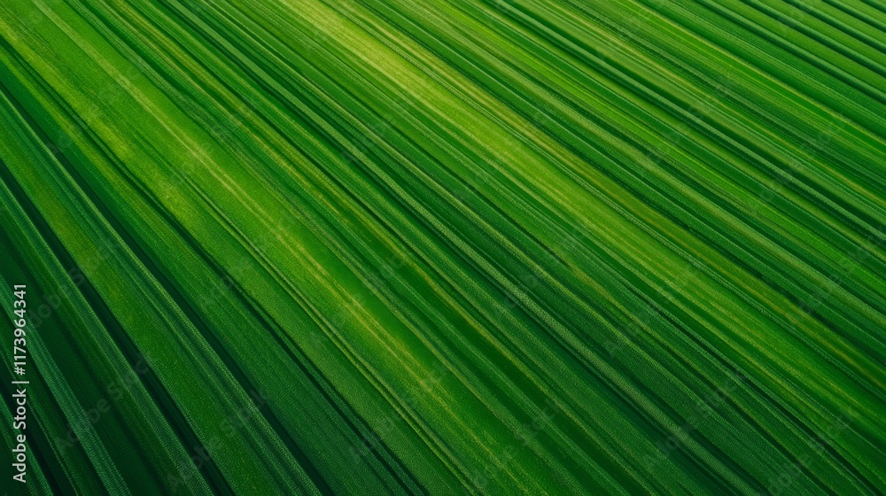 Poster Aerial view capturing vibrant green agricultural fields with crops growing in diagonal rows, forming an abstract geometric pattern that highlights sustainable farming practices