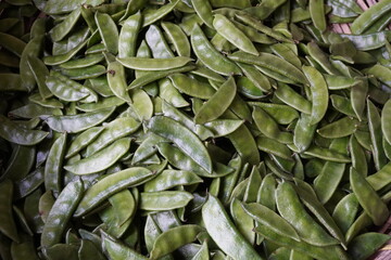 Fresh broad beans are come directly from the agricultural field to the vegetable godown 