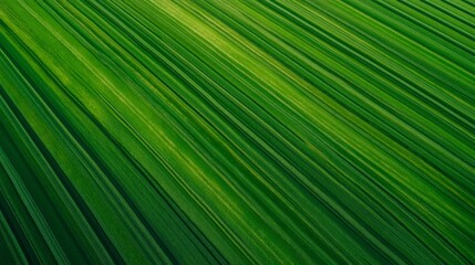 Fototapeta premium Aerial view capturing vibrant green agricultural fields with crops growing in diagonal rows, forming an abstract geometric pattern that highlights sustainable farming practices