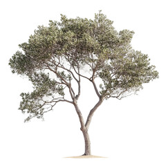 tree isolated on white background