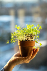 Closeup of hand holding clay pot with vibrant microgreen sprouts of edible herbs(basil, parsley and other plants) illuminated by sunlight. Growing edible plants as hobby during winter season at home