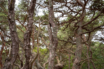 Sommerwanderung im Nationalpark Trollskogen