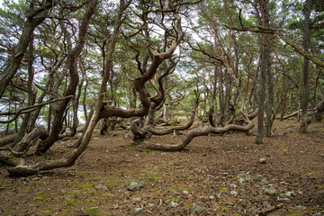 Charakteristische Windkiefern im schwedischen Inselwald