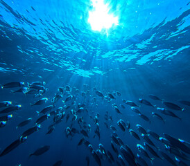Underwater view of a school of fish swimming in the ocean. © Jaroslava