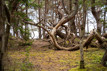 Waldlandschaft mit bizarren Kieferformen auf &Ouml;land