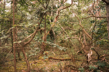 Unber&uuml;hrte Waldlandschaft auf der Insel &Ouml;land