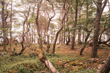 Nordischer K&uuml;stenwald mit windschiefen Kiefern