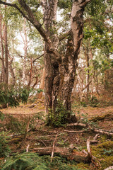 Ausflug in den m&auml;rchenhaften Wald von &Ouml;land