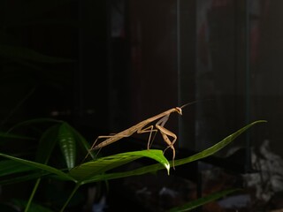 A praying mantis perched on a money tree leaf