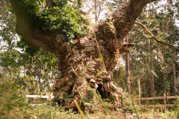 Nordische Waldkulisse mit alten Eichen und Kiefern