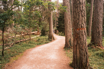 Spazierweg f&uuml;hrt durch einen Nadelwald