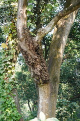 Fototapeta premium Cancer on the bark of the tree branch 