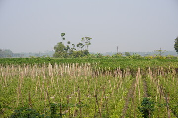 Bamboo sticks are used for given support to creeper plants like bottle gourd, bitter gourd,...