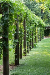 Fototapeta premium Support structures for vining plants showcasing careful cultivation in a lush garden setting during the growing season