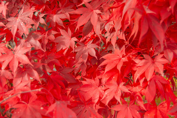 Red autumn leaves Japanese Momiji