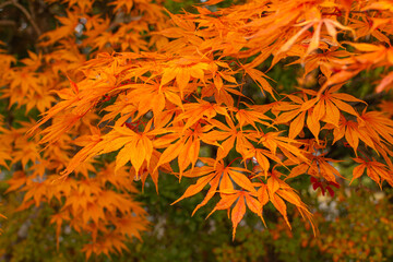Orange autumn leaves Japanese Momiji