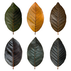 Diverse Collection of Four Distinct Leaf Types Showcasing Unique Shapes and Textures in a Natural Setting Highlighting the Beauty of Foliage