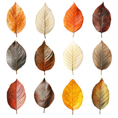 Obraz premium Vibrant Collection of Nine Distinctively Colored Leaves Showcasing Nature's Palette in an Artistic and Playful Display of Autumnal Beauty and Diversity