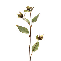 Lush Green Leaves of a Vibrant Plant Displaying Rich Textures and Shapes Against a Deep Black Background for an Elegant and Modern Visual Aesthetic