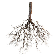 A Fascinating Tree with Roots Extending from Its Branches Symbolizing Growth and Resilience in Nature Surrounded by Lush Greenery and Bright Sky