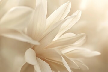 Obraz premium Delicate white petals softly blend into serene background, evoki