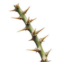 Obraz premium Intricate Arrangement of Sharp Spikes on a Branch Surrounded by Lush Green Foliage Creating a Unique and Striking Visual Element in Nature