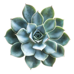 Lush Green and White Plant Showcasing Vibrant Leaves in Natural Light Creating a Fresh and Inviting Atmosphere Perfect for Indoor Decoration and Wellness