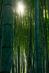 Green bamboo forest with sun flare