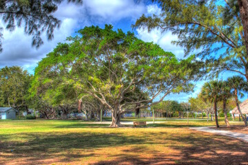 Florida Banyan Tree in The Park.