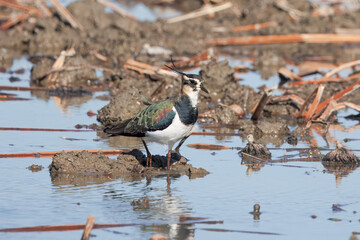 農耕地に飛来したタゲリ