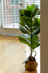 A large green plant is sitting in a basket on a wooden floor