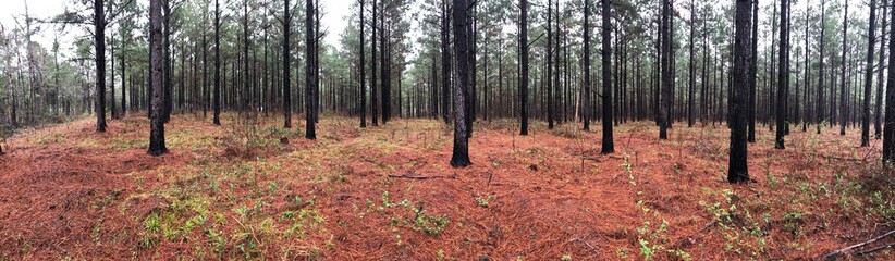 North Louisiana woods