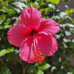 pink hibiscus flower in a garden