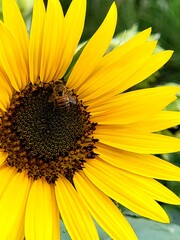 yellow sunflower with a bee