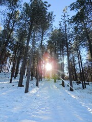 Snowy landscape in woods with sun peaking through the tall trees