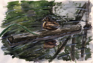 Watercolor sketch of a mallard