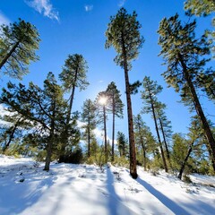 Winter snowy landscape with sun peaking through tall trees