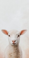 Fototapeta premium A white sheep is staring at the camera. The sheep is the main focus of the image, and it is curious or alert. The background is white, which contrasts with the sheep's white fur