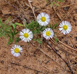 White Daisy's in the desert