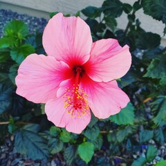 pink hibiscus flower in garden