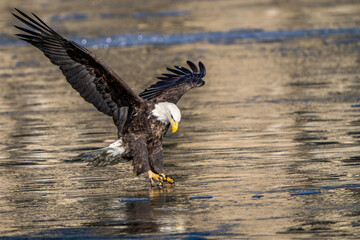 The American Bald Eagles in Flight 