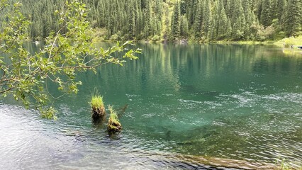 two stumps with grass stick out of the water of a calm mountain lake, tree branches in the foreground, a bank with pine trees in the background
