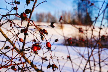 Rosehip bush of the landscape of rural Toten, Norway, in January 2025.