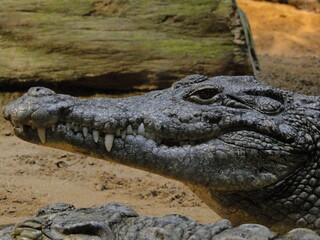 alligator in the natural habitar