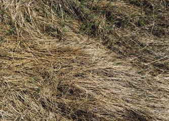 Old dried grass in the autumn forest. Texture of couch grass and other herbs.