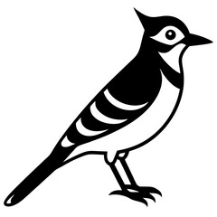 blue jay bird black silhouette vector with white background. Wild animal vector
