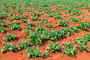 Field of young potato plants growing in red soil, with the plants arranged in neat rows. Early stages of potato cultivation organized planting method and green foliage against contrasting red earth