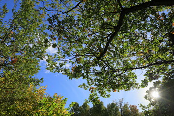 Sunny autumn day in October. Oak trees with still green leaves. 