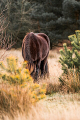 icelandic horse in nature area forest 